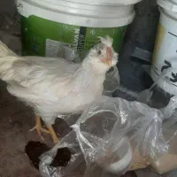 مرغ گلین