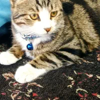 واگذاری رایگان