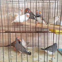 فنج|پرنده|بندرعباس, |دیوار