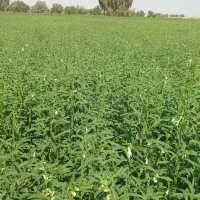 زمین کشاورزی