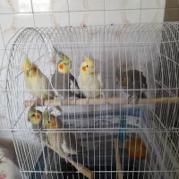 ۶ عدد عروس هلندی جوان
