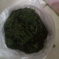 شوید خشک امسالی|خوردنی و آشامیدنی|نیشابور, شهرک رسولی|دیوار