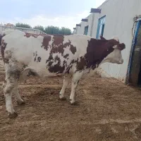 فروش یک راس گوساله نر