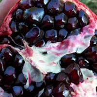 فروش انار ۱۵۰ تن