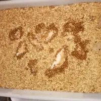 میلورم زنده درجه 1