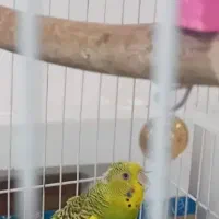 مرغ عشق ماده|پرنده|گرمسار, |دیوار