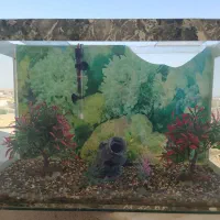 آکواریوم ماهی سایز بزرگ|ماهی|کنارک, |دیوار