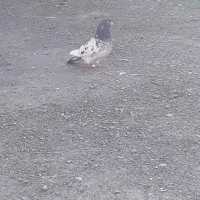 کبوتر پرشتی