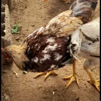 فروش مرغ و خروس|حیوانات مزرعه|رودسر, |دیوار