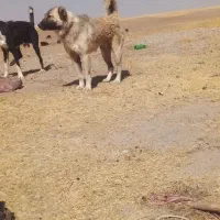 سگ گله|سگ|کبودرآهنگ, |دیوار