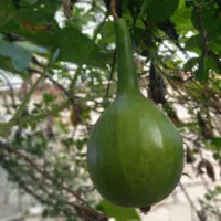 گل کدو|گل و گیاه طبیعی|آستانه اشرفیه, |دیوار