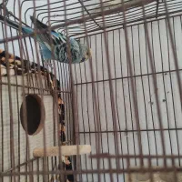 معاوضه مرغ عشق انگلیسی ماده با رنگ دیگه|پرنده|سرخرود, |دیوار