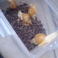 فروش حلزون