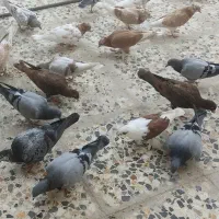 پلاکی سبز