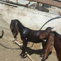 بز(نربز) کاموری پتیری اصل گوش دراز|حیوانات مزرعه|پارس‌آباد, |دیوار