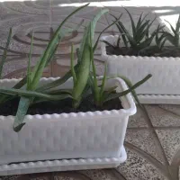 گل های آپارتمانی|گل و گیاه طبیعی|کرمانشاه, |دیوار