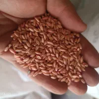 بذر گندم
