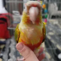 گرینچیک باهوش و نر|پرنده|ماهدشت, |دیوار