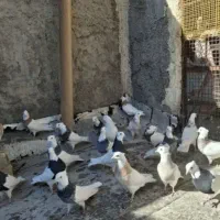 کبوتر طوقی پرشی طوق خفت طوق زیر کاکل