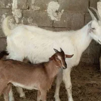 بز سالم و کهره نر