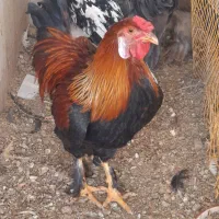 خروس دورگ برهما