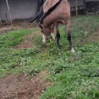 اسب ماده  نژاد دار|اسب و تجهیزات اسب‌سواری|تولم شهر, |دیوار