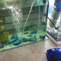 ماهی با اکواریم