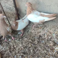 جوجه سینه زرد|پرنده|میانه, |دیوار