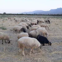 ۴۳تاشیشک ۳تاقوچ ۷تابره درشت