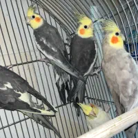 عروس هلندی نر و ماده|پرنده|زاهدان, |دیوار