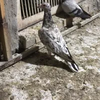 کبوتر گرفتی