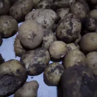 سیب زمینی درجه یک