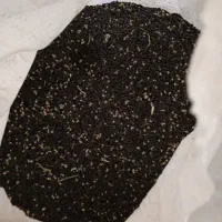 بذر پیاز سفید.سایروس.با ضمانت کتبی2500000