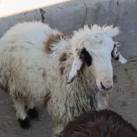 بره نر و ماده|حیوانات مزرعه|مرودشت, محمد آباد|دیوار