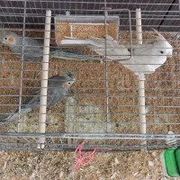 فروش جفت عروس هلندی|پرنده|آباده, |دیوار