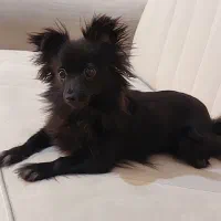 فروش توله سگ