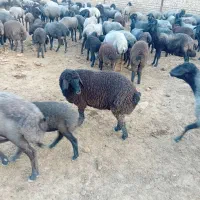 ۱۰ راس بره  نر و ماده