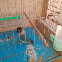 کوتوله ماده