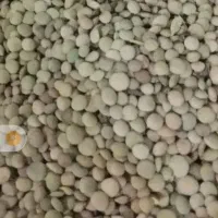 عدس سفید خوش پخت ۱۰ کیلو