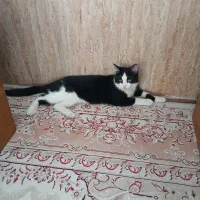 واگذاری گربه