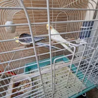 یک جفت عروس هلندی سالم و سرحال