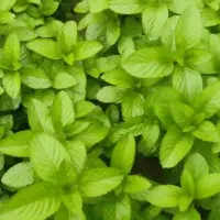 نعناع فلفلی اصل با منتول ۷۰٪ و آنالیز آزمایشگاهی