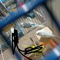 مرغ عشق|پرنده|شهرضا, |دیوار