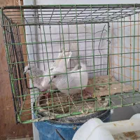 کبوتر کله الماسی|پرنده|بستان آباد, |دیوار