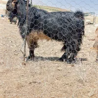 یک نربز روزگاری