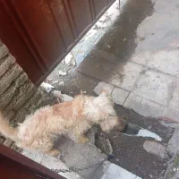 فروش فوری سگ پاکوتاه نر خانگی