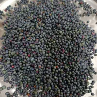 پسته وحشی (کلن)