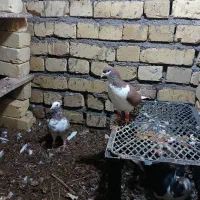 طوقی|پرنده|اسفرورین, |دیوار