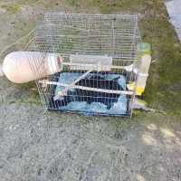 قفس مرغ عشق باتمام لوازم