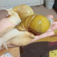 فروش حلزون مولد و سوپر مولد آلبینو